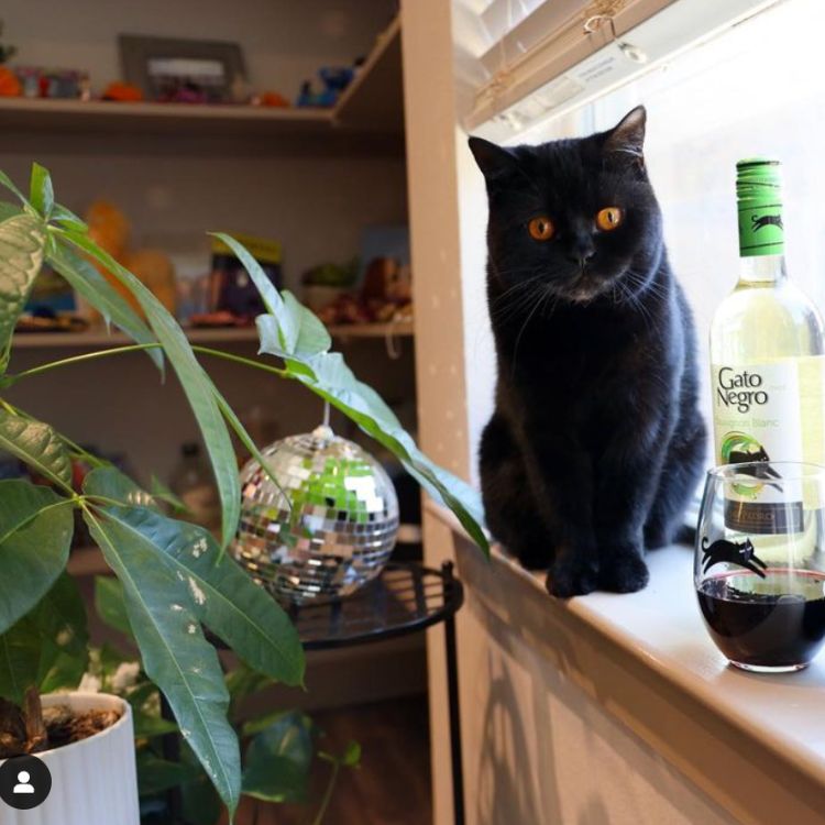 Black cat with a glass shot of Gato Negro White Wine Sauvignon Blanc