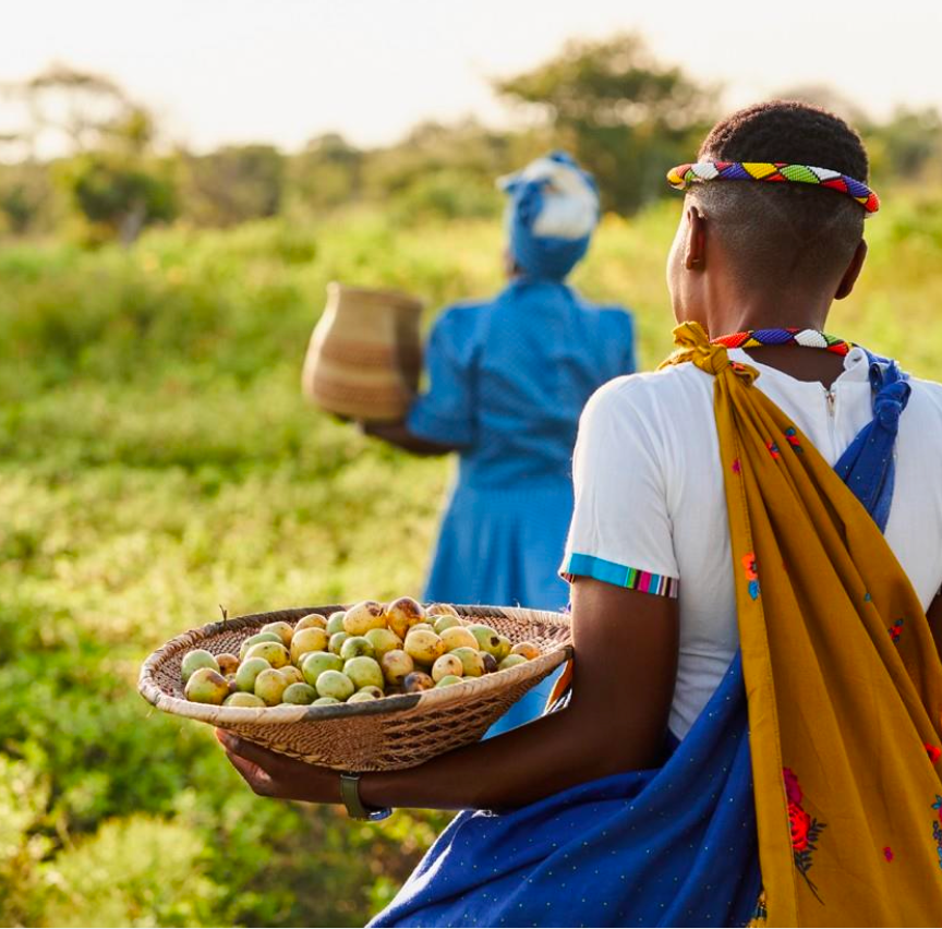 Two women in traditional attire, one holding a basket of fruits and the other a pot, in a grassy field.