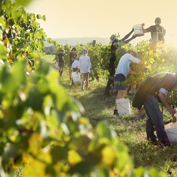 Workers picking fruits