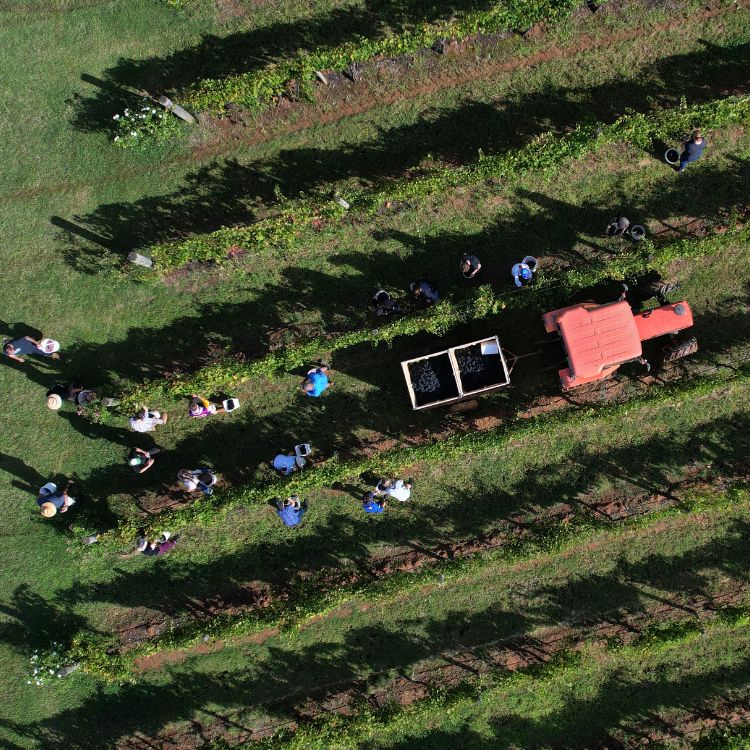 Overhead shot of the field with workers