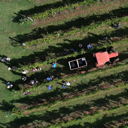 Overhead shot of the field with workers