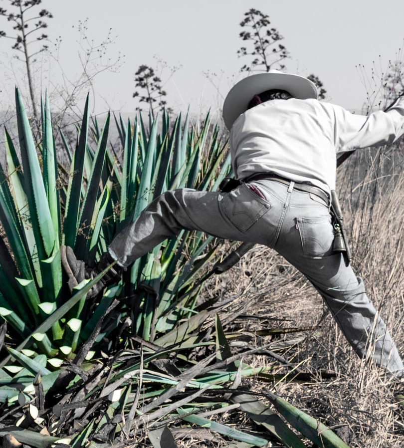 El Toro Tequila Jalapeno garden