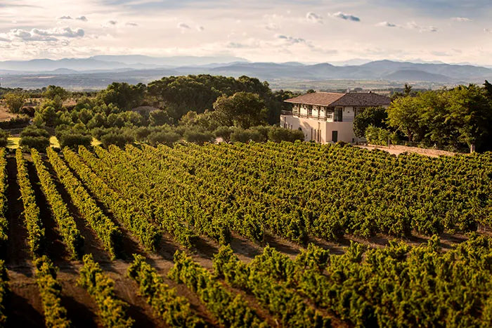 Garden of wine vines