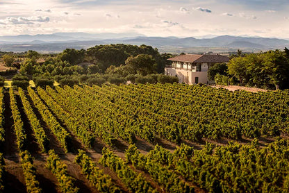 Garden of wine vines